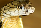 Die tödlichsten Schlangen der Welt