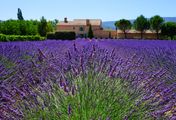 Die Provence mit allen Sinnen erleben - Lavendel, Licht und Lebensart
