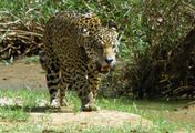 Der Jaguar - Unbekannter Dschungeljäger