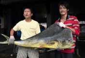 Taiwan: Die Insel der Fische