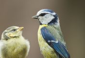 Gefiederte Nachbarn - Die bunte Welt der Gartenvögel
