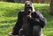Die 30 schönsten Berliner Zoogeschichten
