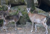 Die Winzlinge in freier Wildbahn