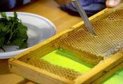 Die Bienenflüsterer