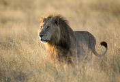 Südafrika: Harte Zeiten für Löwen und Geparde