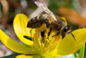 Mit Herz und Seele für die Bienen