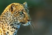 Die Leopardin