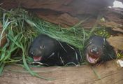 Das geheime Leben der Tasmanischen Beutelteufel