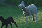 Kochen als Weltanschauung