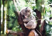 Wildlife Diaries Australien