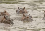 Escobars Erbe: Kolumbiens Kokain-Hippos