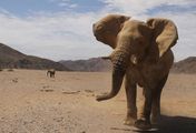Das Geheimnis der Wüstenelefanten