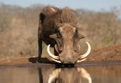 Wasserlöcher - Oasen für Afrikas Fauna