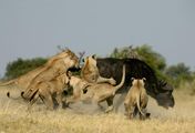 Löwe vs. Büffel: Erbarmungslose Feinde