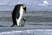 Die Reise der Pinguine