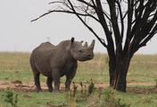 Krieg im Busch - Kampf um Afrikas Nashörner
