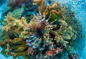 Das Great Barrier Reef - Schatzkiste der Natur