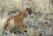 Pumas - Wild im Westen der USA