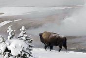 Yellowstone Nationalpark