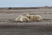 Wildes Alaska: Sommer in der Arktis
