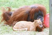 Tierische Freundschaften