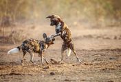 Wildhunde: Mit dem Rudel laufen