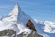 Die Alpen - Zauber der Wildnis