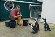 Seelöwe & Co. - tierisch beliebt - Pinguine im Futterrausch