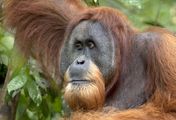 Gober - eine Orang-Utangeschichte