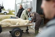 Unsere Helden: Die Tierärzte in der Arktis