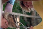 Die Tierärzte Retter mit Herz - Zwangspause für ein Kutschpferd