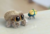 Lucas, die Spinne