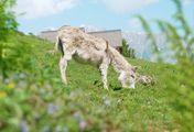 Die bunte Nutztierwelt in Vorarlberg