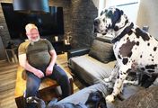 Die großen Hunde - Mit Martin Rütter