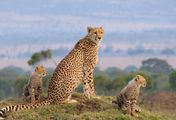 Die Großkatzen der Masai Mara