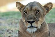 Wildhunde: Das Rudel gegen Löwen