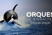 Achtung Orcas! - Gefahr vor Gibraltar?