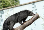 Animal Park: Zoo-Geschichten aus Longleat