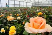 Die Nordreportage: Rosen - Blühende Leidenschaft - Zwischen Profizucht und Liebhabergarten