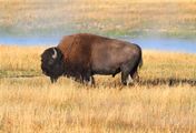 Der Amerikanische Bison - Seele der Prärie