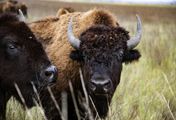 Der Amerikanische Bison - Rückkehr eines Symboltiers