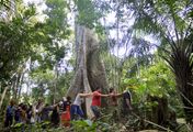 Apotheke Regenwald - Die magischen Pflanzen des Amazonas