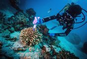 Zauber der Korallenriffe - Der indische Ozean