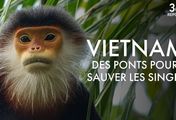 Vietnam - Brücken bauen für bedrohte Affen