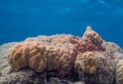 Die geheimnisvolle Welt der Oktopusse