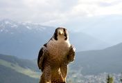 Seefeld - Ein Tierparadies der Alpen