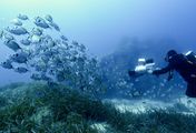 Mein Mittelmeer - Tauchgänge ins Unterwasserreich