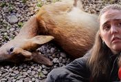 Impact - Tiere töten - Jagd als Alternative zur Massentierhaltung?
