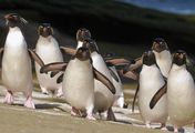 Pinguine hautnah