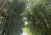 Bambus, Beet & Blaue Banane - Wenn Gärten glücklich machen
